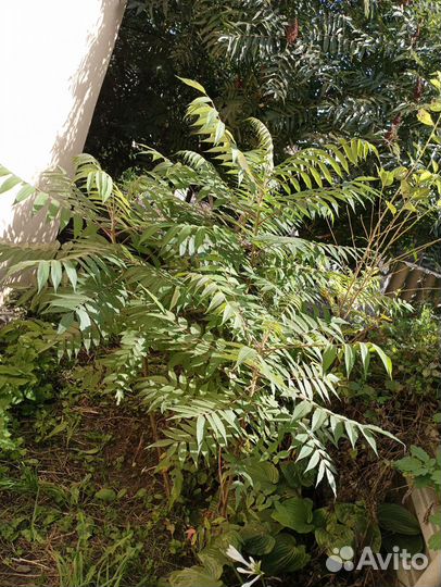 Саженцы сумах оленерогий