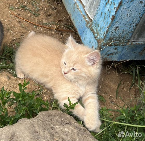 Персиковый котенок Кирюша