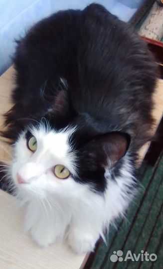 Отдам в добрые руки