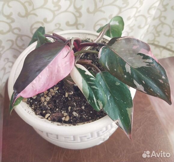 Pink Princess (Розовая Принцесса) филодендрон