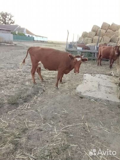 Коровы дойные, стельные