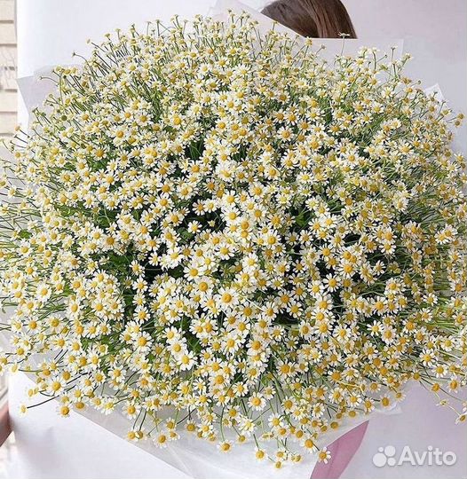 Ромашки Букет из ромашек доставка