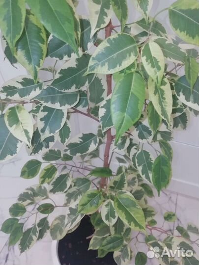 Фикус Бенджамина комнатные цветы