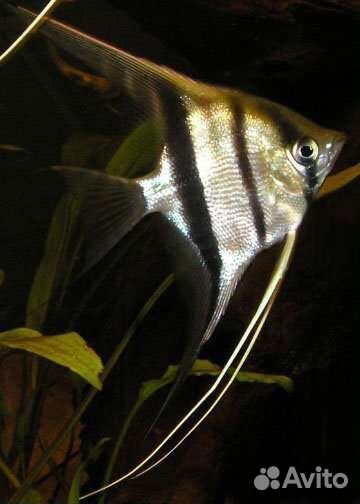 Аквариумные рыбки, золотые рыбки