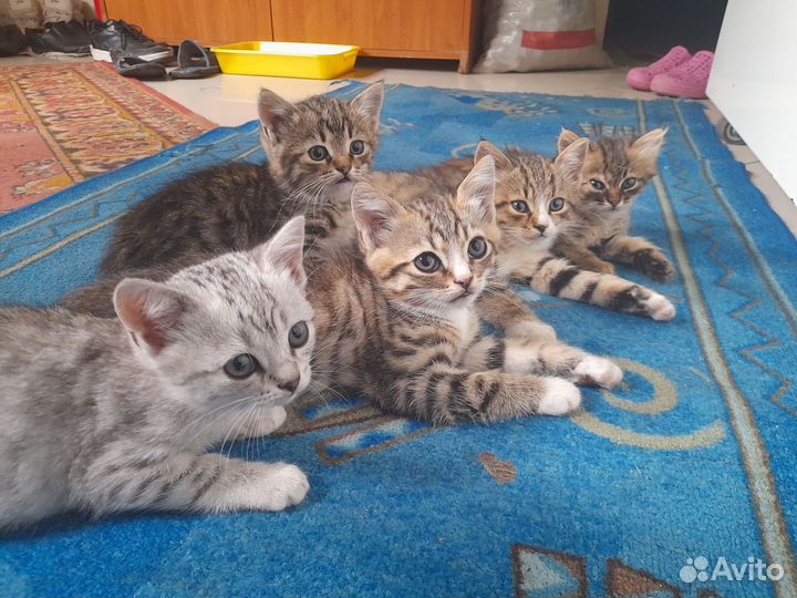 Котятки