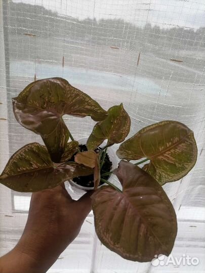 Сингониум пинк мозаик