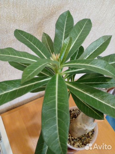 Адениум Da Khuc