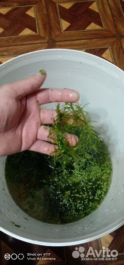 Растение для аквариума