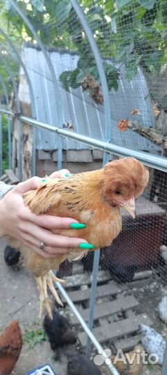 Молодые петушки цыплята