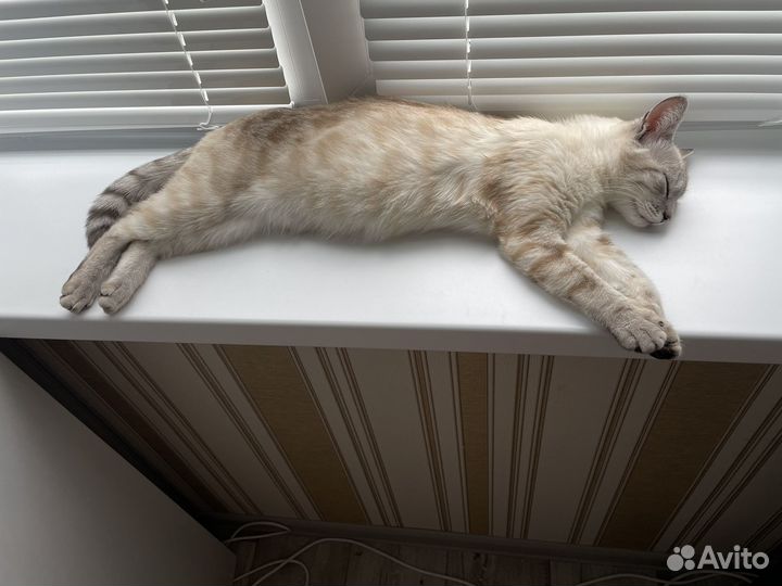 Кошечка в добрые руки