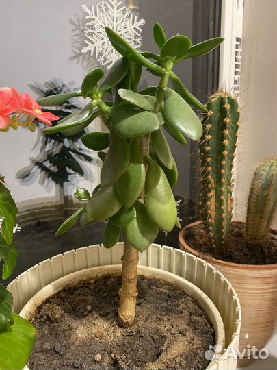 Комнатные растения цветы бесплатно