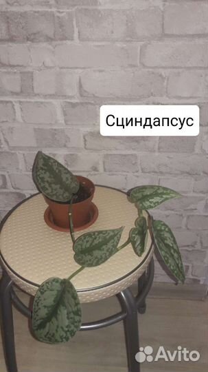 Домашние горшечные растения