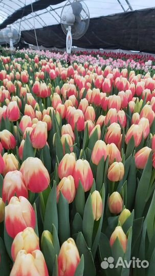 Тюльпаны к 8 марта в розницу