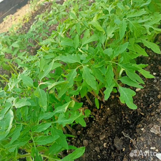 Рассада помидор, перец сладкий, баклажаны