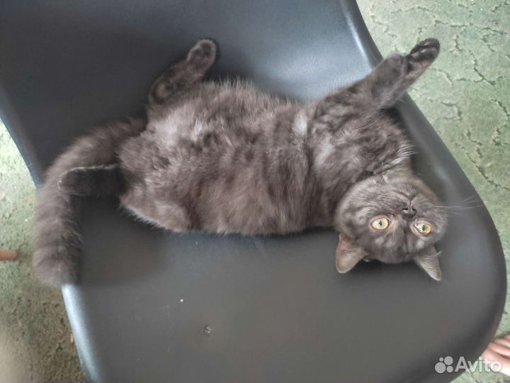 Кошка в дар шотландскую