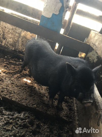 Свинья вьетнамская