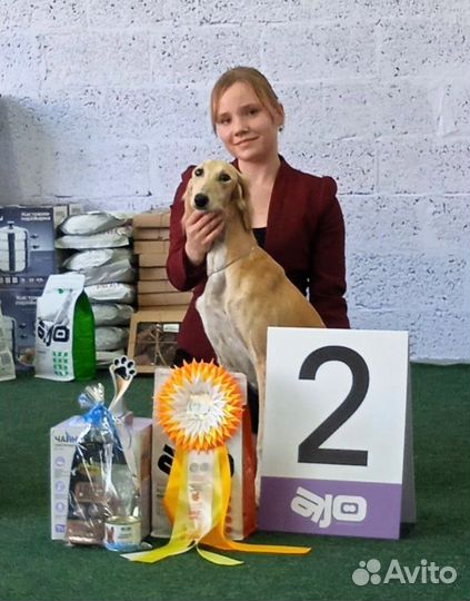 Салюки девочка