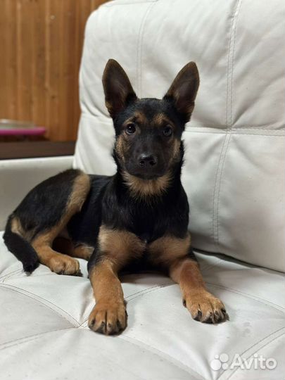 Щенок в добрые руки