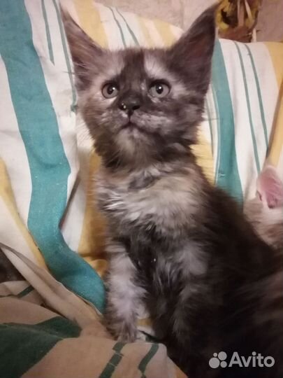 Котята мейн-кун