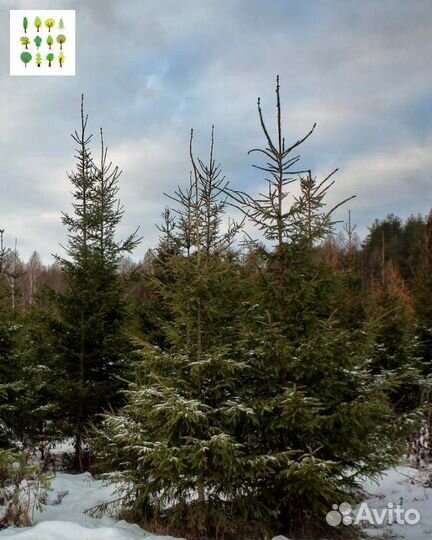 Крупномеры ели с гарантией