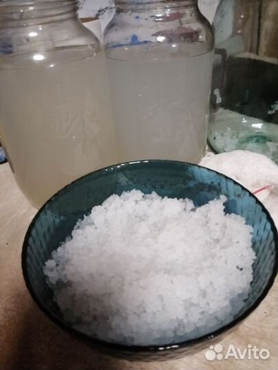 Индийский морской рис(гриб)