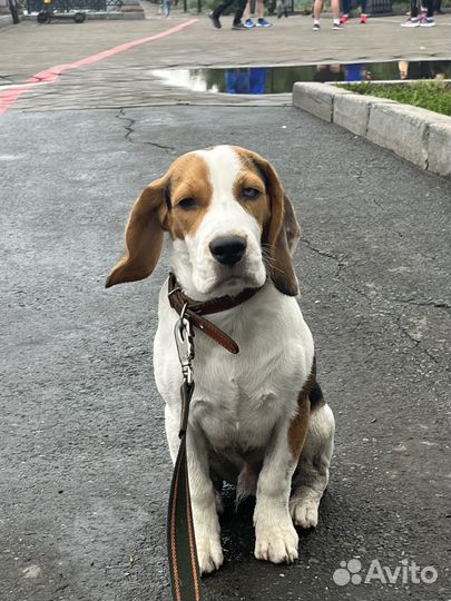 Вязка собак Бигль