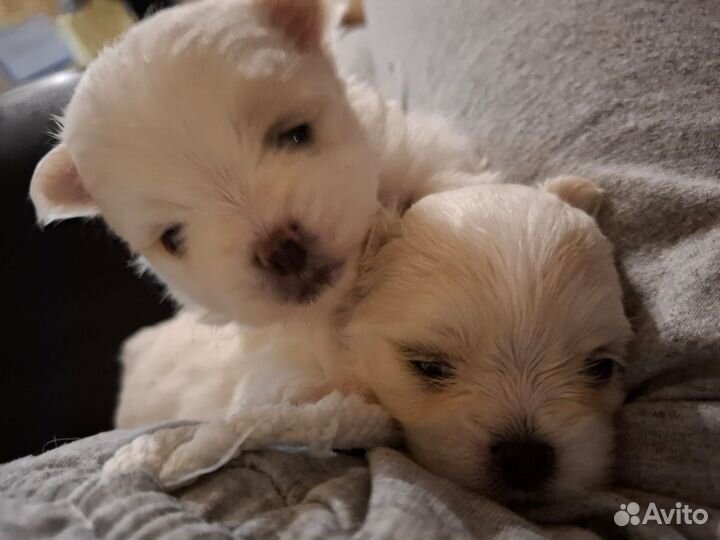 Щенки мальтипу