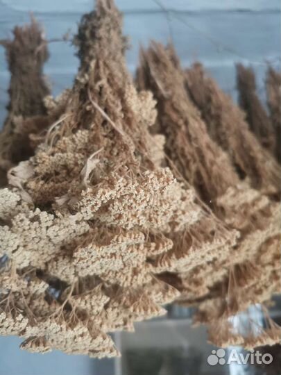 Сухоцветы тысячелистника