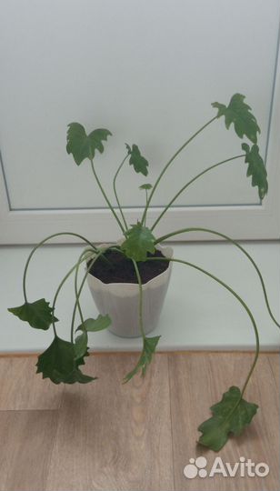 Филодендрон