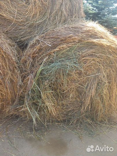 Продам сено в рулонах