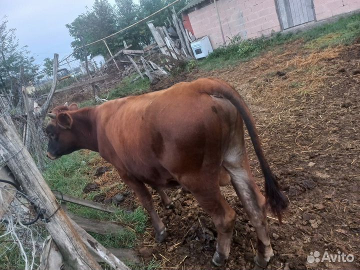 Телята бычки