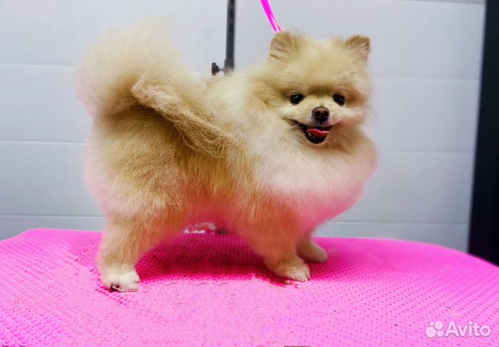 Груминг собак и кошек