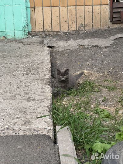 Котенок