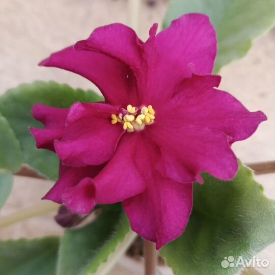 Фиалки-стартеры