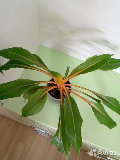 Хлорофитум оранж