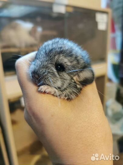 Ручные Шиншиллы разных окрасов