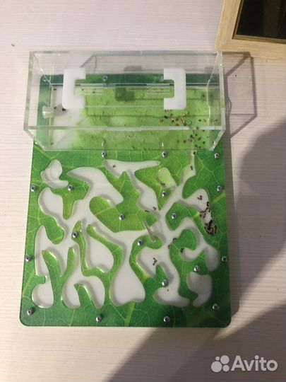 Муравьиная ферма