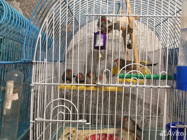 Зебровые и японские амадины