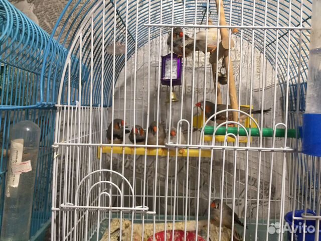 Зебровые и японские амадины