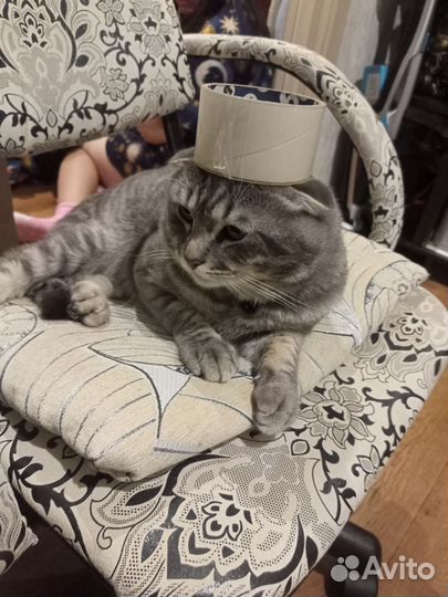 Шотландский вислоухий кот вязка