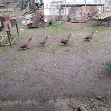 Семья мускусных уток 9шт