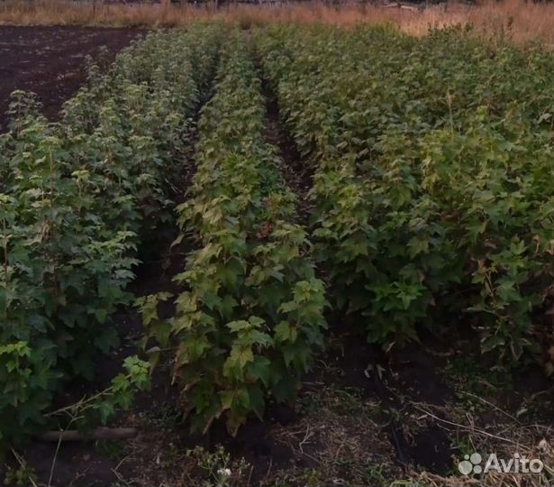Саженцы черной и красной смородины