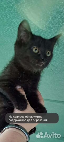 Кошки в добрые руки бесплатно