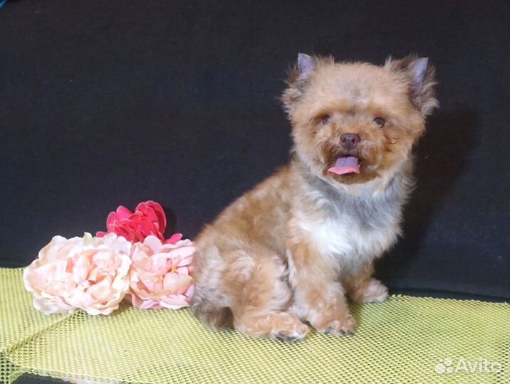 Йоркширский терьер шоколадная мини девочка