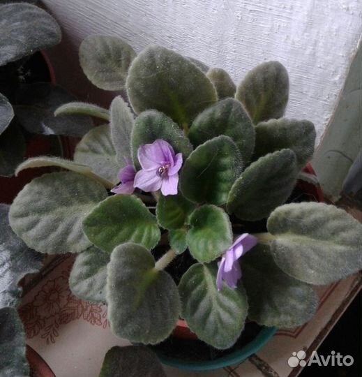 Фиалки, отростки