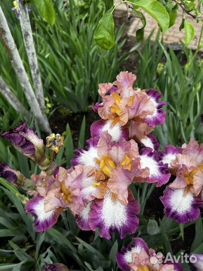 Ирисы сортовые