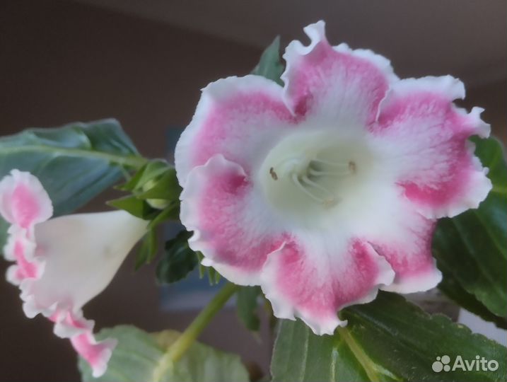 Комнатные растения цветы