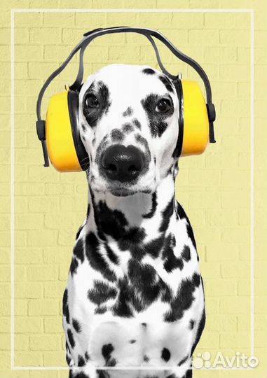 Далматинец вязка