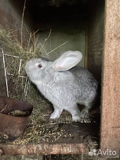 Кролики Серебро и Серый Великан