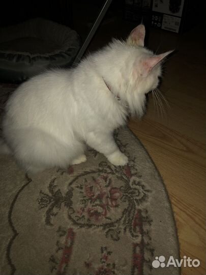 Сибирская кошка